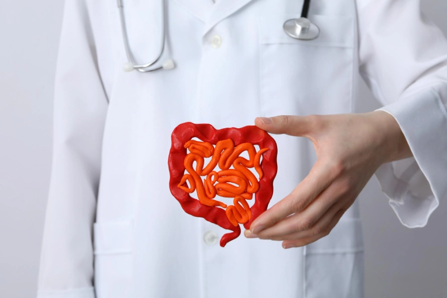 врач держит макет кишечника