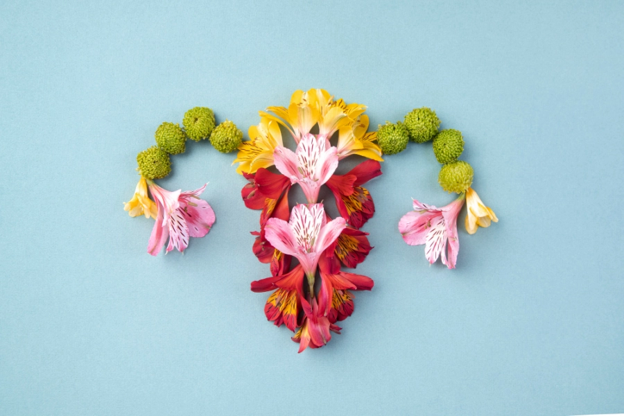 картинка менструального цикла