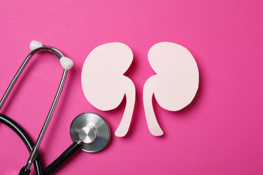 макет почек