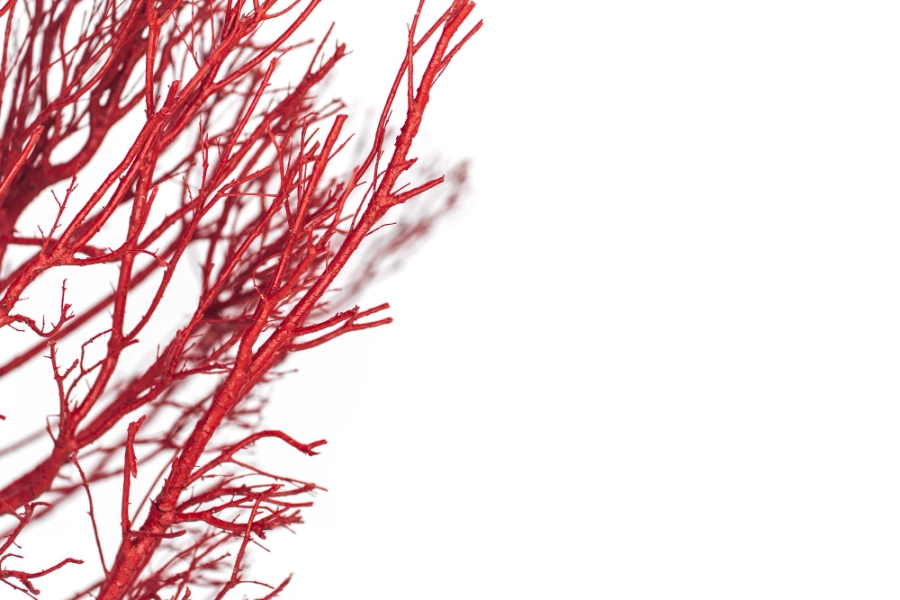 макет кровеносных сосудов