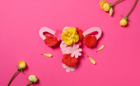 строение гениталий