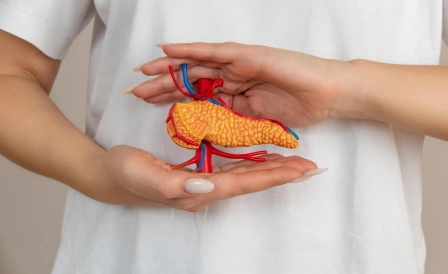 врач держит макет поджелудочной железы