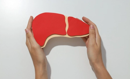 доктор держит макет печени в руках