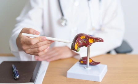 врач показывает модель печени