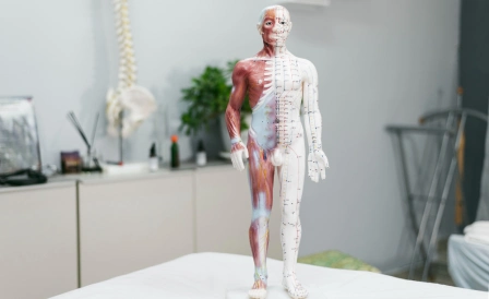 фото лимфатической система человека 