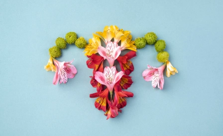 картинка менструального цикла