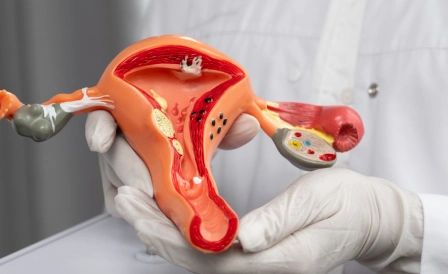 строение женского полового органа изнутри