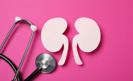 макет почек