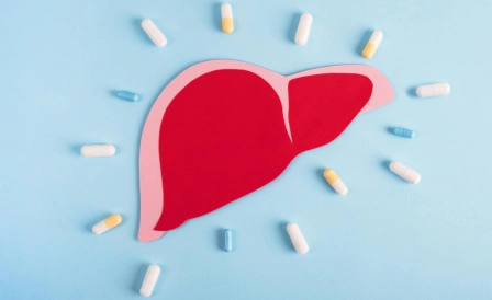 макет печени и бады