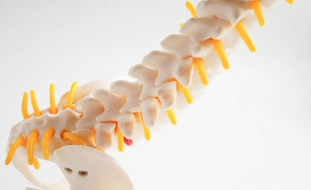 макет позвоночника