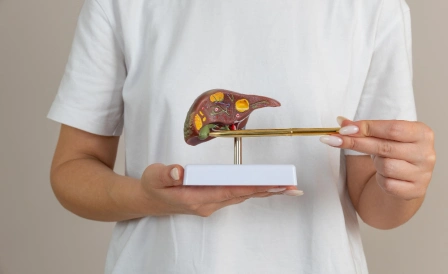врач показывает макет печени