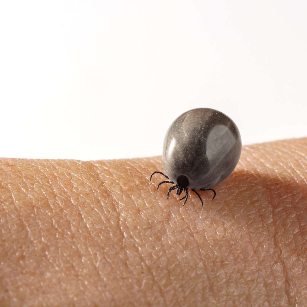 фото надутого клеща